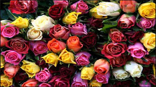 गुलाब की कटिंग, गुलाब की उन्नत खेती, गुलाब के बीज, गुलाब की देखभाल, आम की कलम लगाने की विधि, गुलाब के फूल की जानकारी, कलम बाँधना, गेंदा की खेती