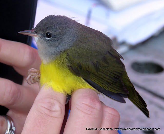 The First Weekend of Fall Bird Banding at SpruceHaven and a Visit by