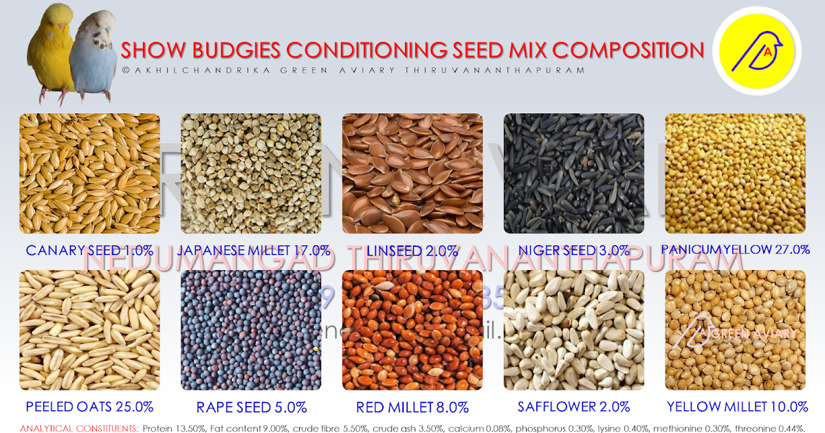 SHOW BUDGIES CONDITIONING SEED MIX COMPOSITION