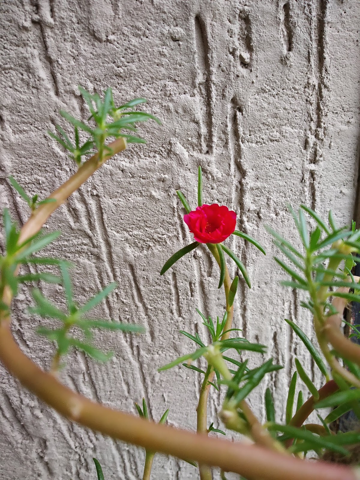 Garden Care Simplified Vibrant Chinese Rose Plant Growing Tips and