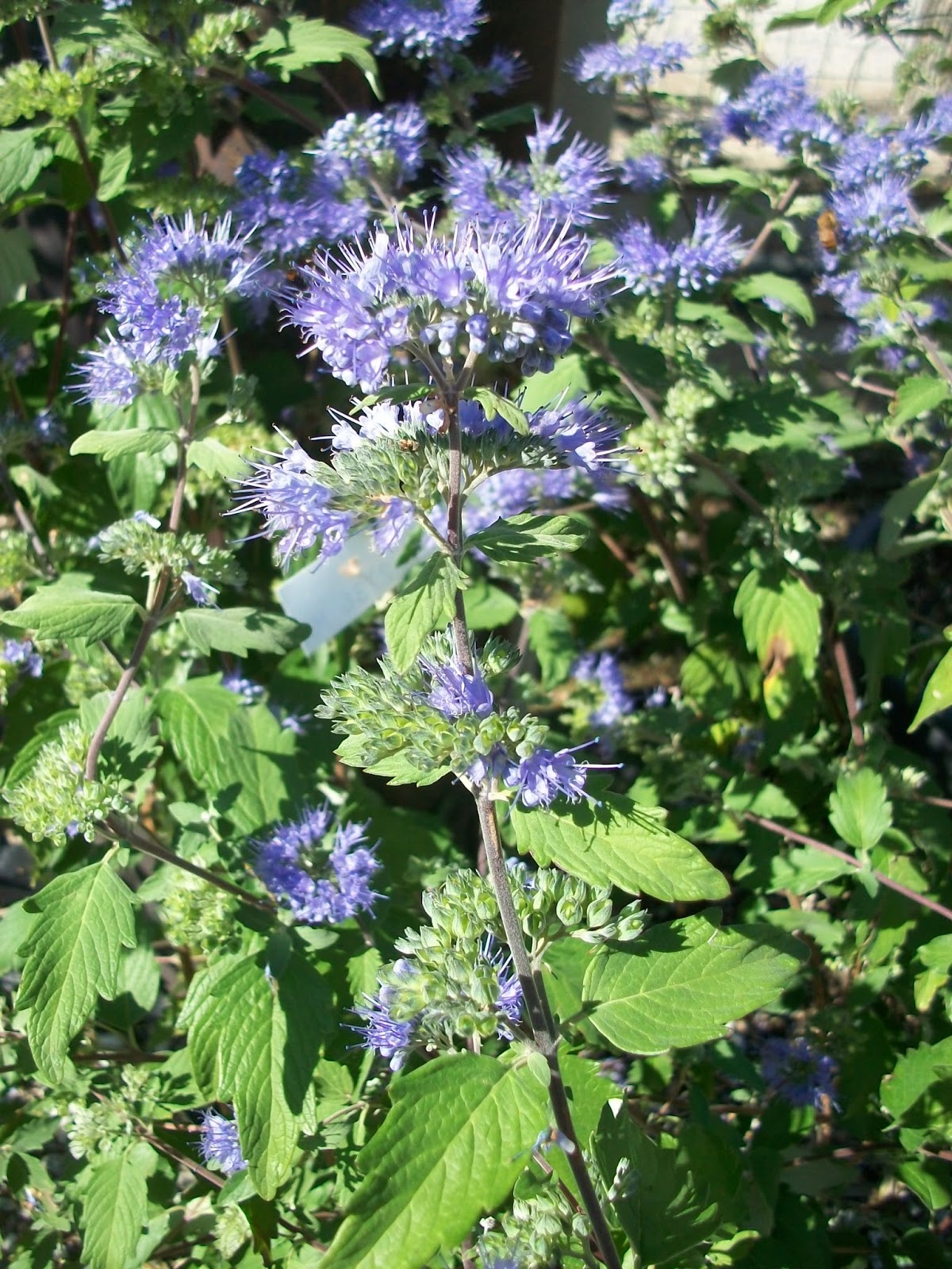 21 Best Fiona Images Plants Garden Garden Design