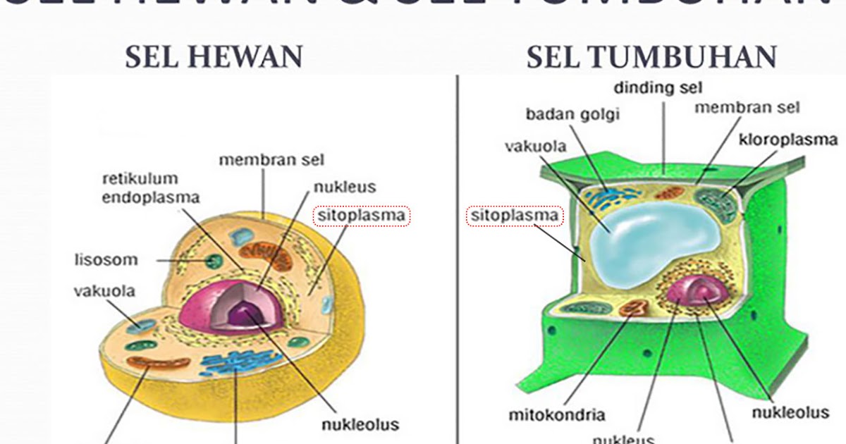 3 Bagian Sitoplasma Lengkap Pengertian Ciri Fungsi 