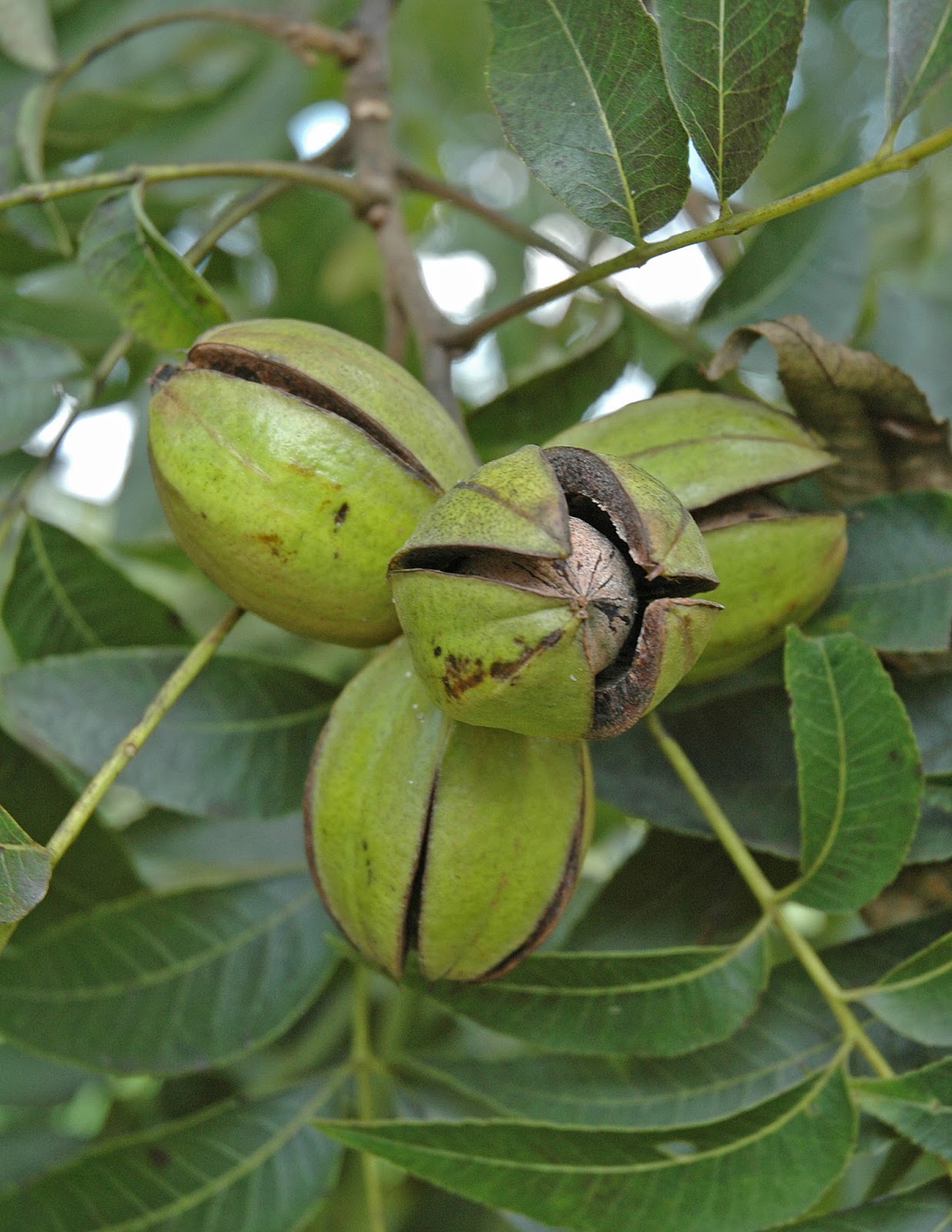 Northern Pecans Early ripening pecan cultivars begin shuck split