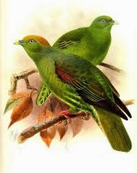 Taiwán green pigeon
