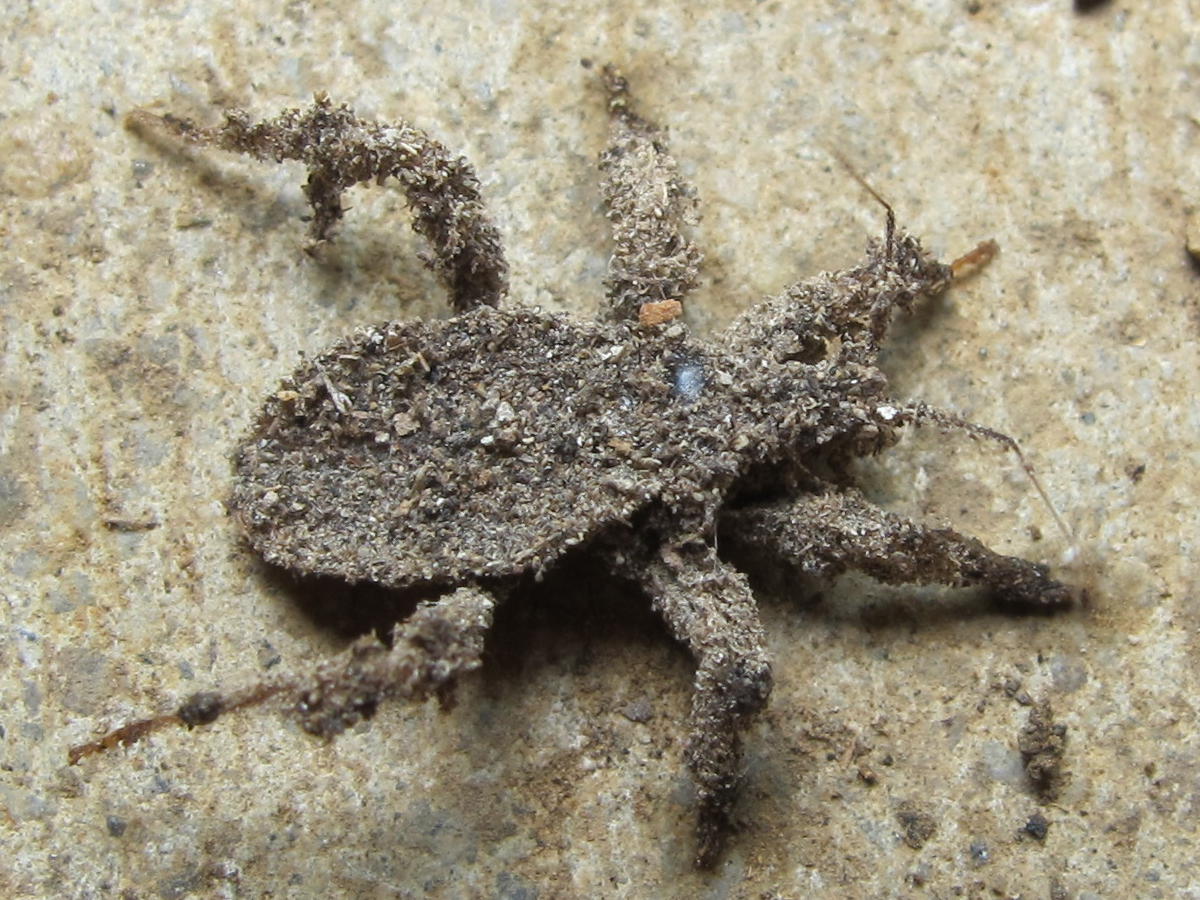 Blue Jay Barrens Dusty Bug