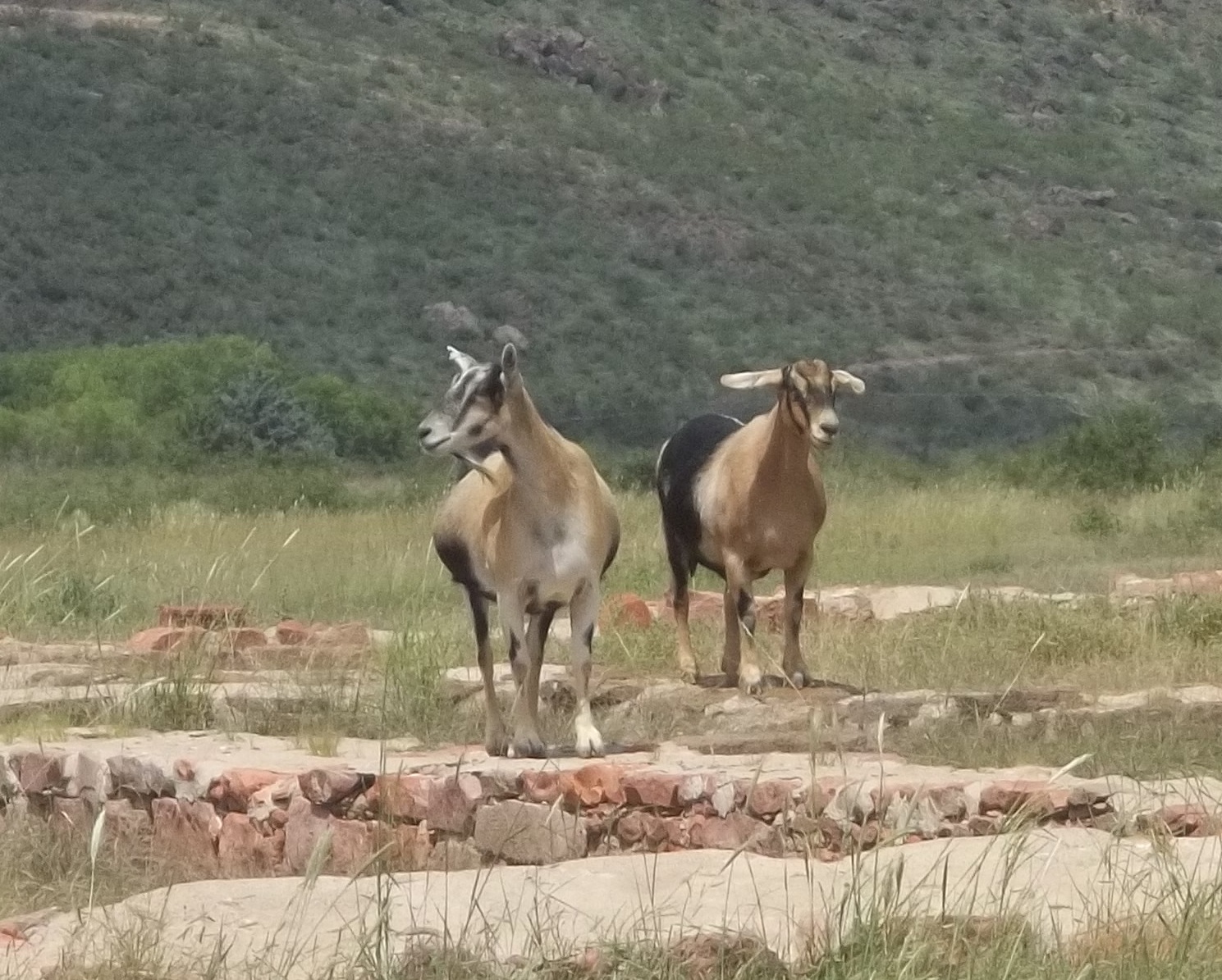 She lives! Couple of Old Goats at Ft. Davis.