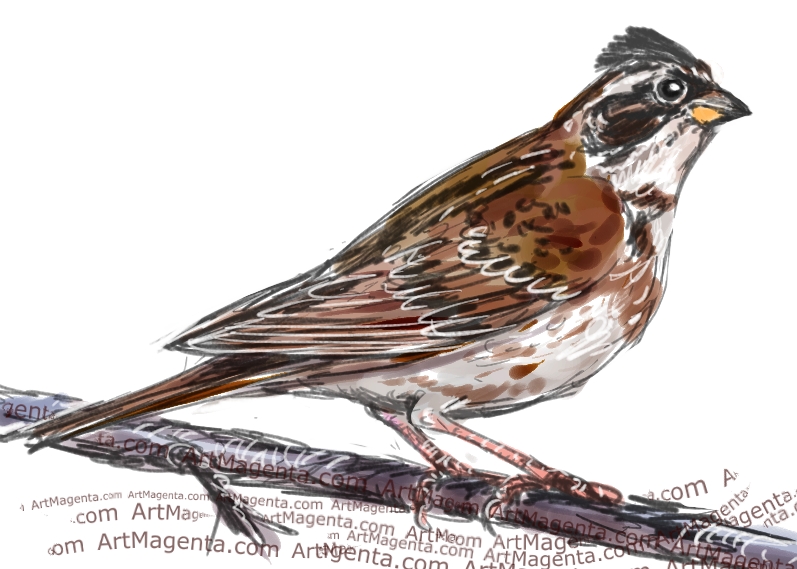 Rustic Bunting sketch painting. Bird art drawing by illustrator Artmagenta