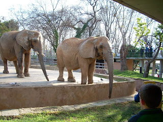 Barselona Hayvanat Bahçesi'nde Afrika filleri.