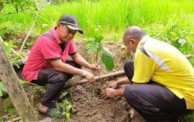 menanam duku sebanyak 100 batang di Jorong Kayu Pasak