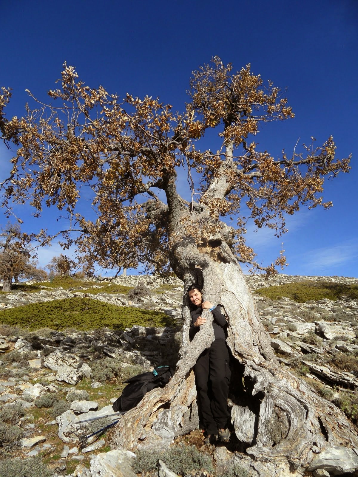 Abuelo Alpestris