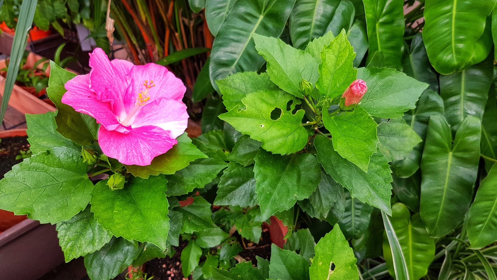 Reflections of my life My hibiscus is blooming again...
