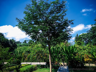 Natural Plants And Trees Of Tropical Garden In The Warmth Sunshine At The Village North Bali Indonesia