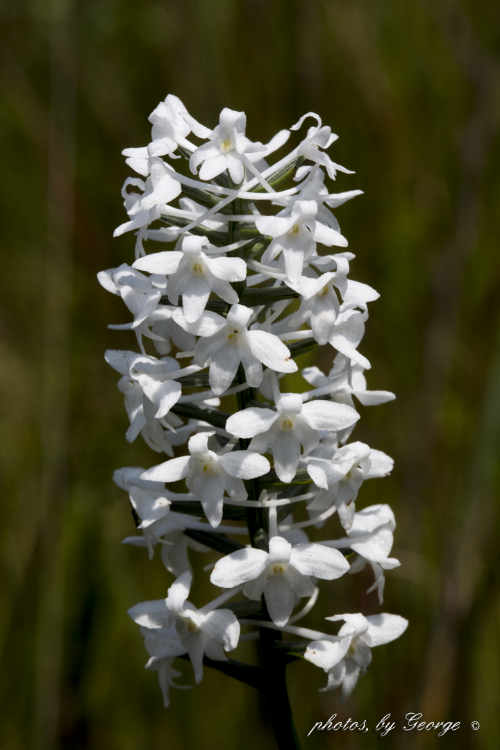 "What's Blooming Now" Snowy Orchid, Frog Spear, Bog Torch, White Frog