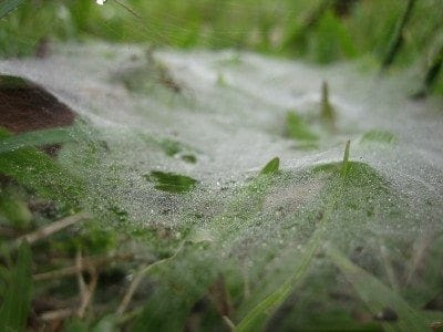 webs-on-grass-400x300.jpg
