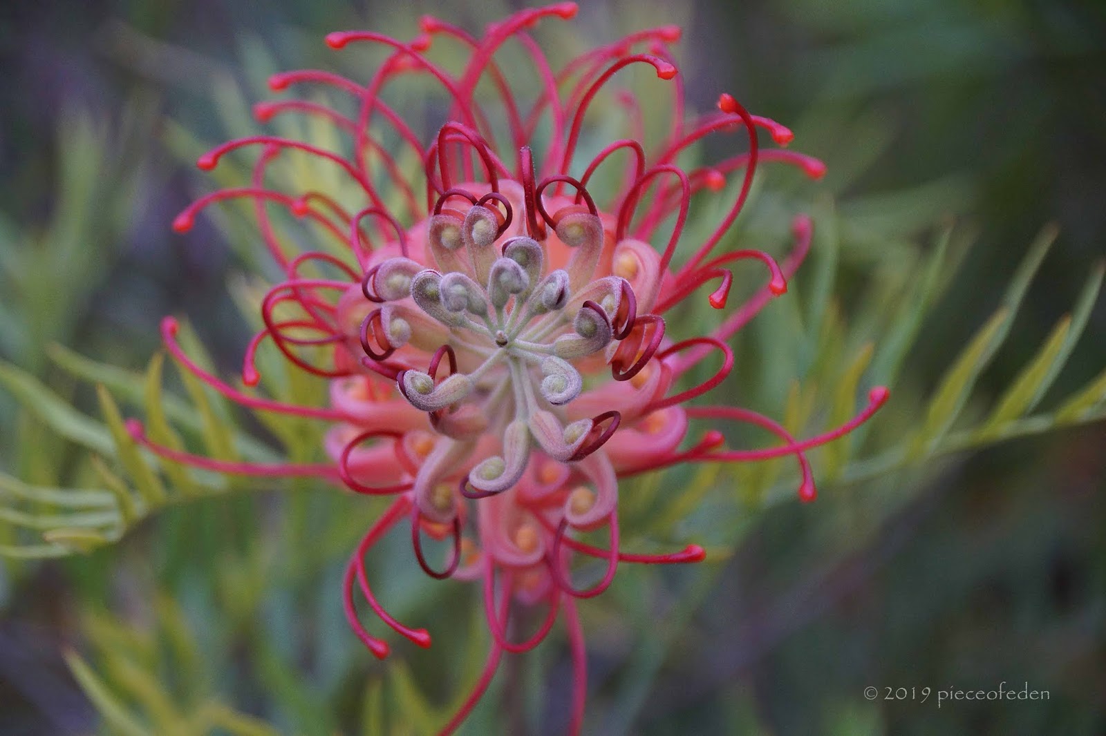 Bloom Day December 2019