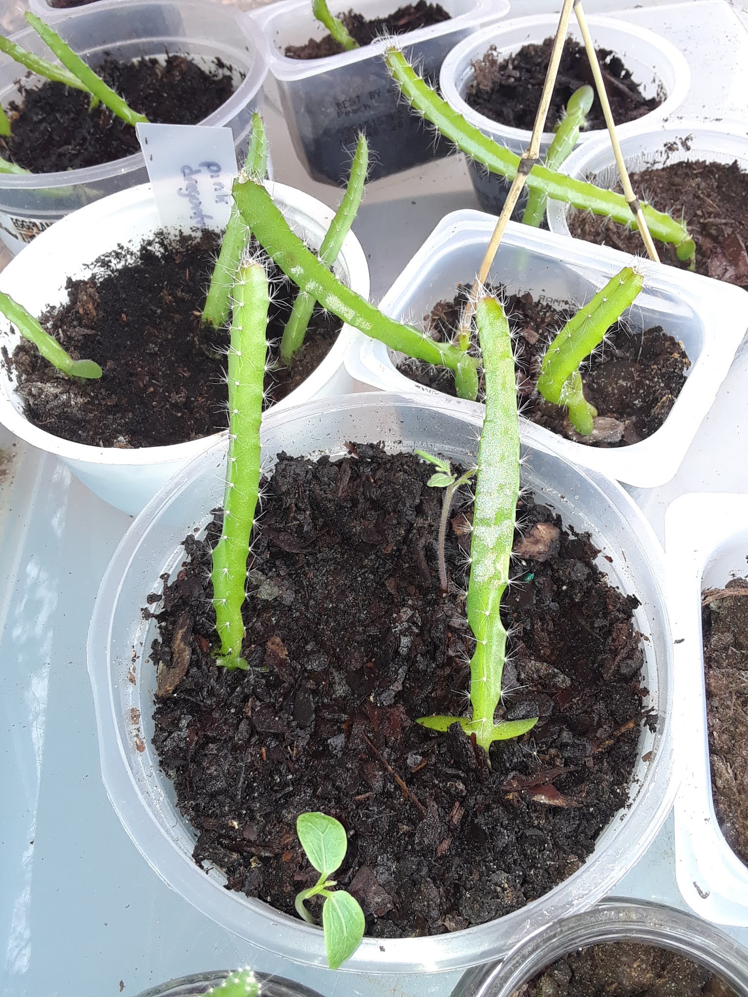 Where To Find Free Nursery Pots and Planters