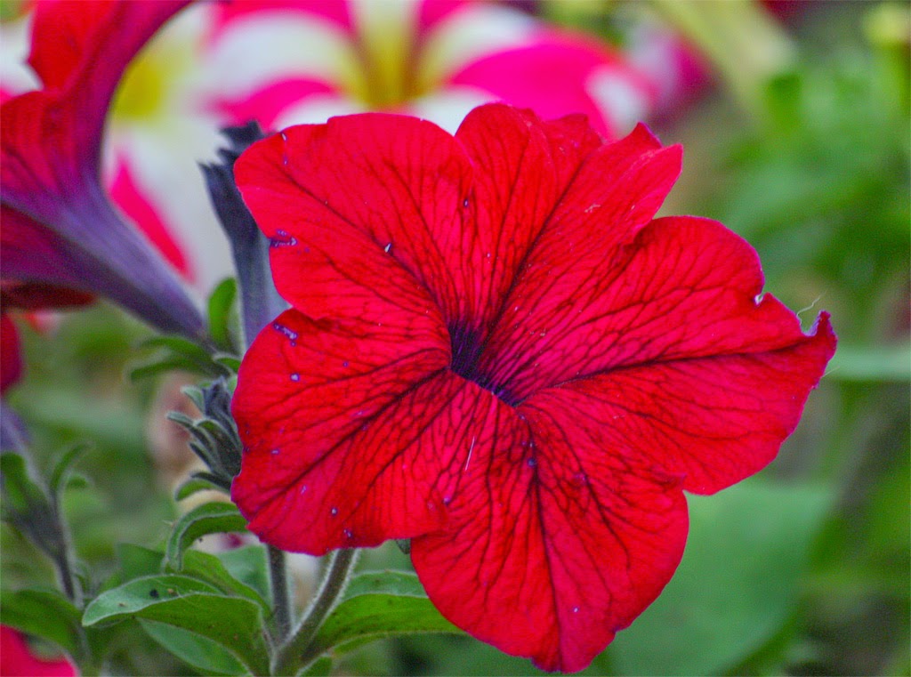 Ένα λουλούδι δώρο από την Κική του blog Εκφράσου