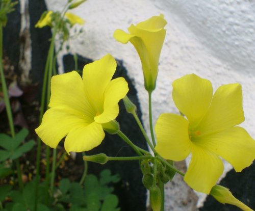 bermuda buttercup nursery bermuda buttercup nursery