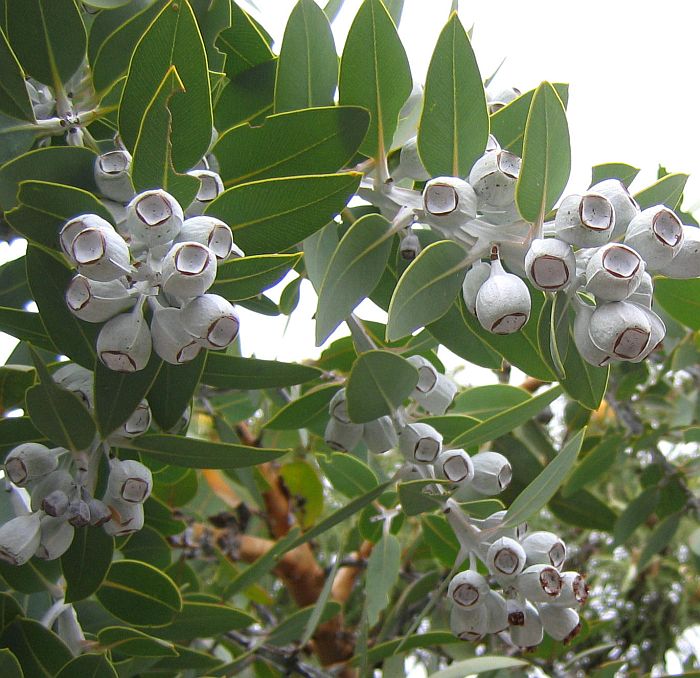 Eucalyptus leaves