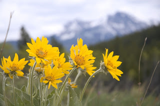 Энергия и магия лекарственных трав: где и как использовать, Энергетические магические и обережные свойства растений: где и как использовать, талисманы и обереги, народные поверья, как очистить дом с помощью растений, http://prazdnichnymir.ru/