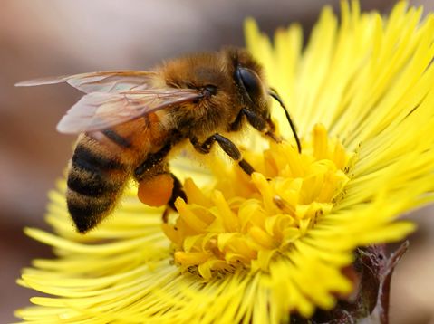 gambar interaksi antar organisme