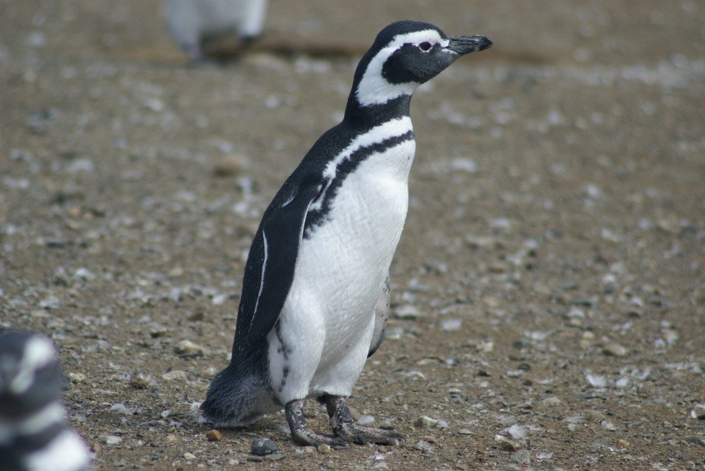 Arie's Travels - World Wide Travel Blog: Penguins in Punta Arenas