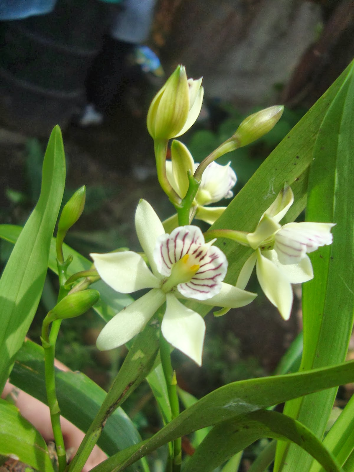 Orquídeas HElid: Prosthechea Radiata / Encyclia Radiata
