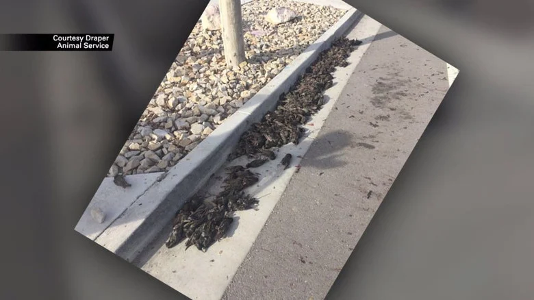 Hundreds of dead birds suddenly fell from the sky in Utah-2