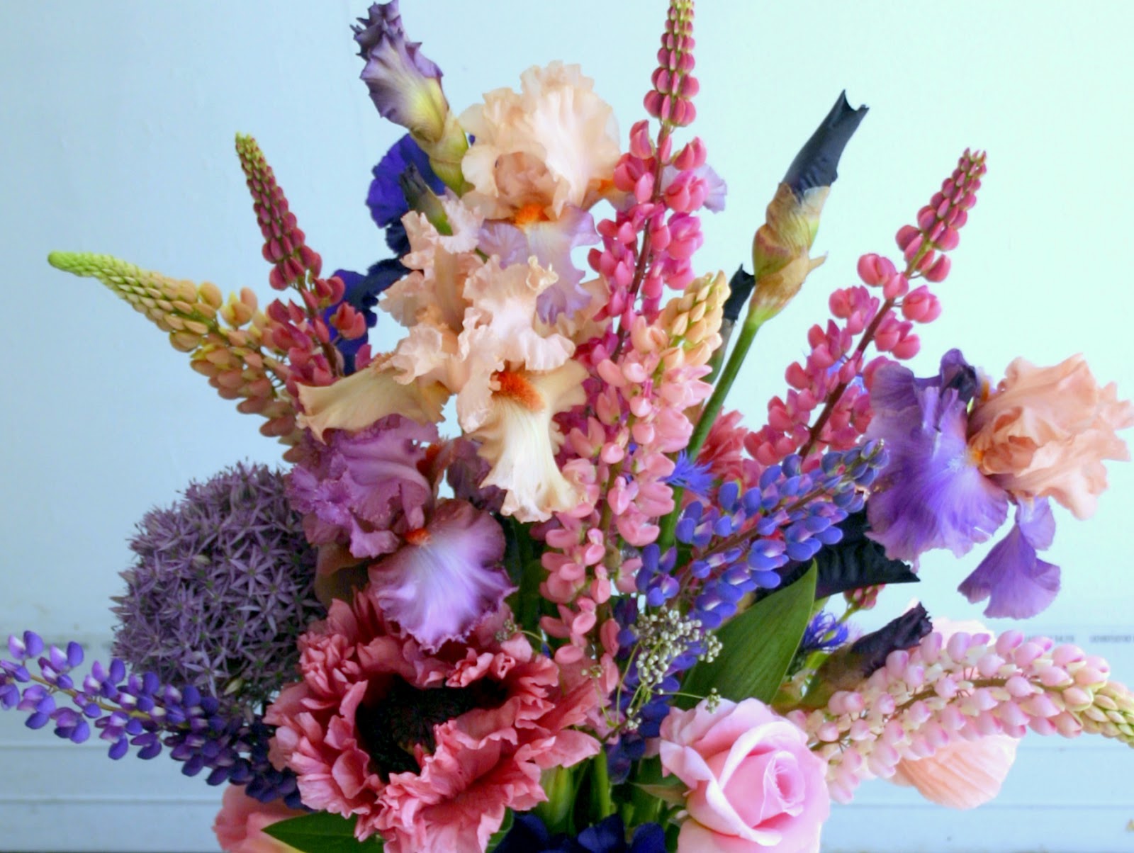 World of Irises "Talking Irises" DISPLAYING IRISES Using a variety of