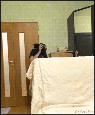 Funny Cat GIF • Check out the funniest cat breed ► The black Boomerang cat! So fast and PURRious kitty. Funny Cat GIF • Check out the funniest cat breed ► The black Boomerang cat! So fast and PURRious kitty.