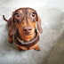 12 Signs You Are a Crazy Dachshund Person