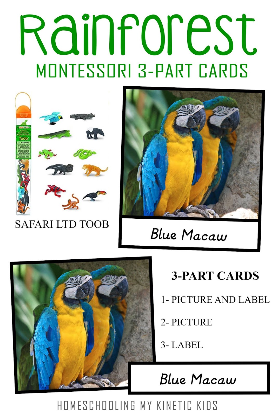 MontessoriInspired RAINFOREST 3Part Cards to Match Safari LTD Toob