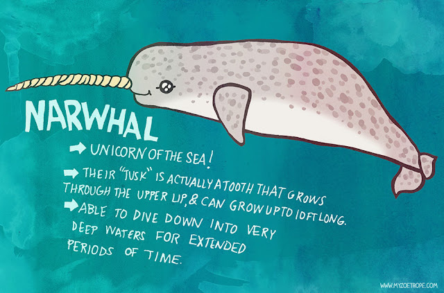 My Zoetrope 177 Narwhal