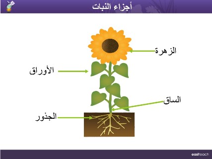 بعملية يقوم الضوئي البناء من جزء الجذور النبات جزء النبات