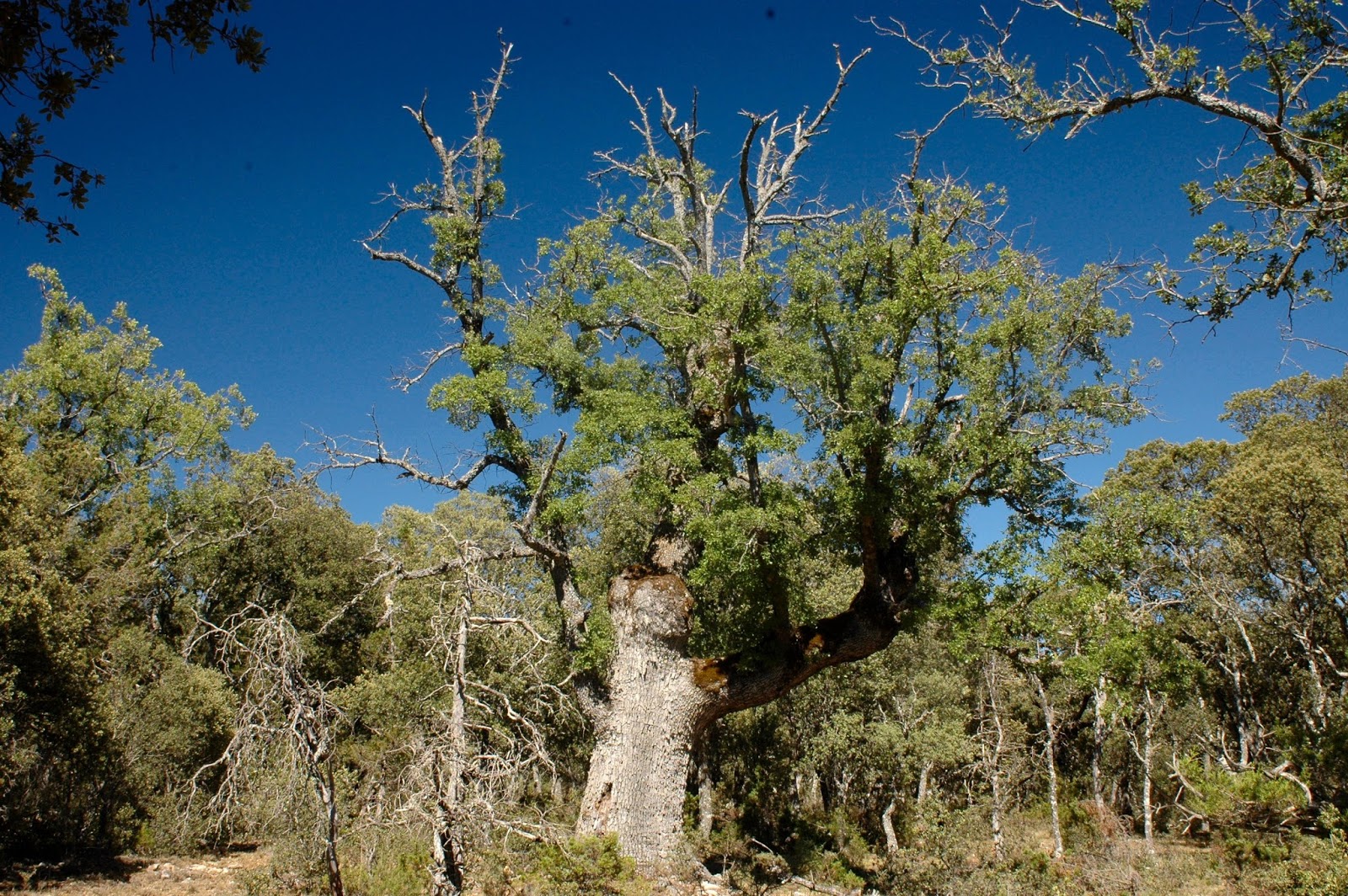 Natura Xilocae LA DEHESA DE OLMEDA DE COBETA
