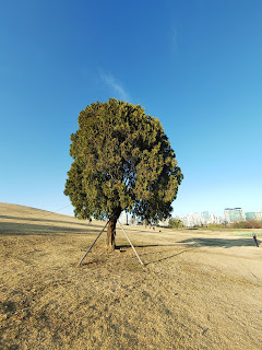 올림픽공원 나홀로 나무