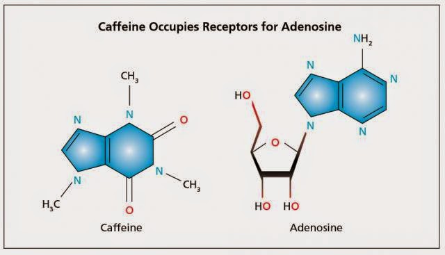 Механизм кофеина. Кофеин биохимия. Механизм действия кофеина схема. Аденозин и кофеин.