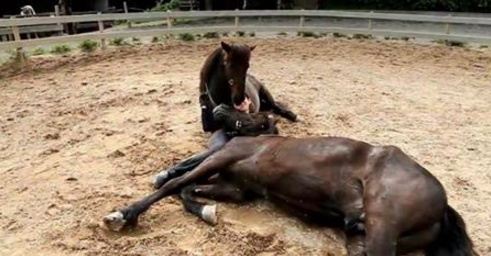 Quand le cheval se penche vers cette femme, ce qu’il se passe entre eux est intensément beau. J’en ai des frissons!