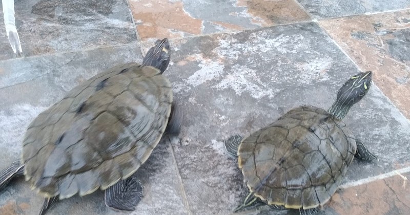 PLASTRÃO Duas Tartarugas Falsa Mapa para Adoção Lisboa