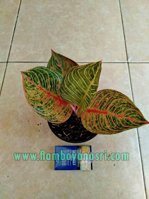 35 Jenis Aglaonema Beserta Gambar