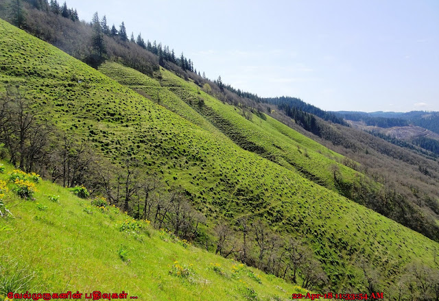 Best Wildflowers Hike in Washington 