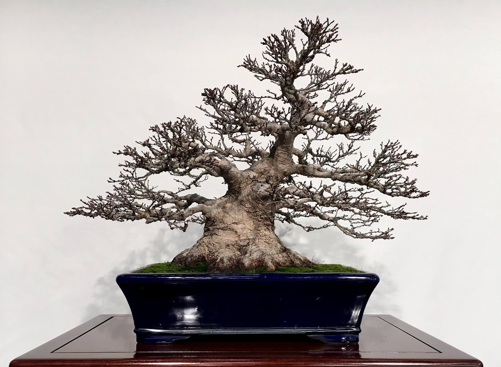 Asociación Valenciana de Bonsái Bonsai Exposicion Virtual