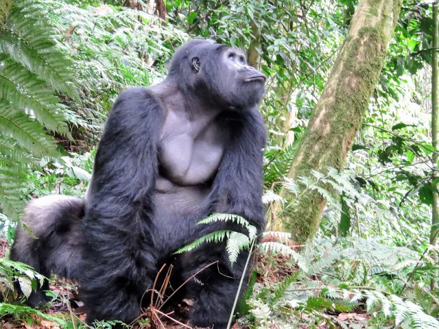 Alpha male silverback gorilla of the Nkuringo family in Uganda