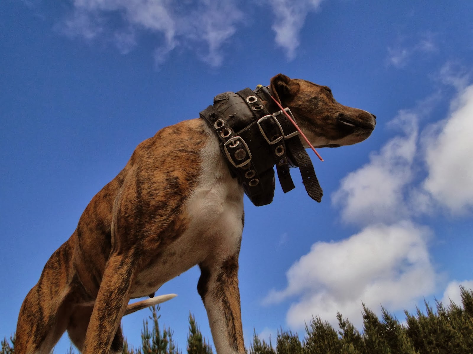 James Fagan History Blog The history of wild pig hunting in New Zealand