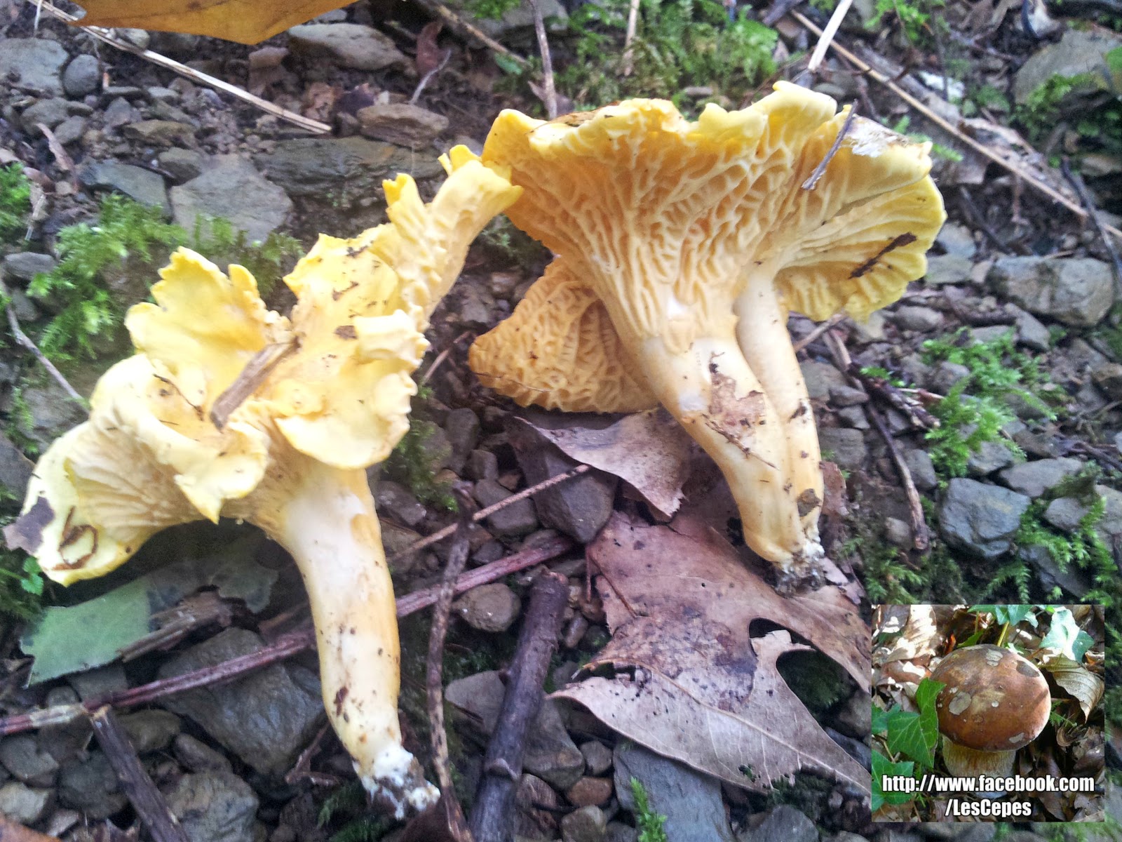 Les cèpes La girolle ou Chanterelle