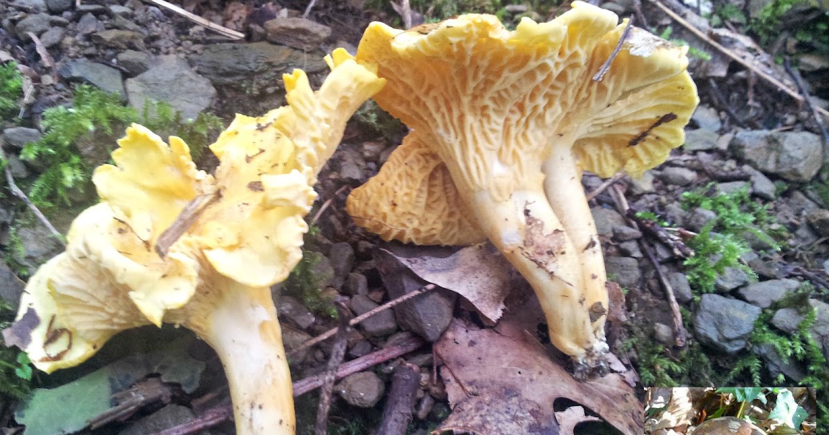 Les cèpes La girolle ou Chanterelle
