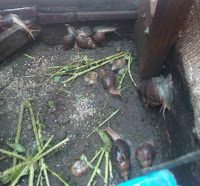 snail farming techniques snail pen