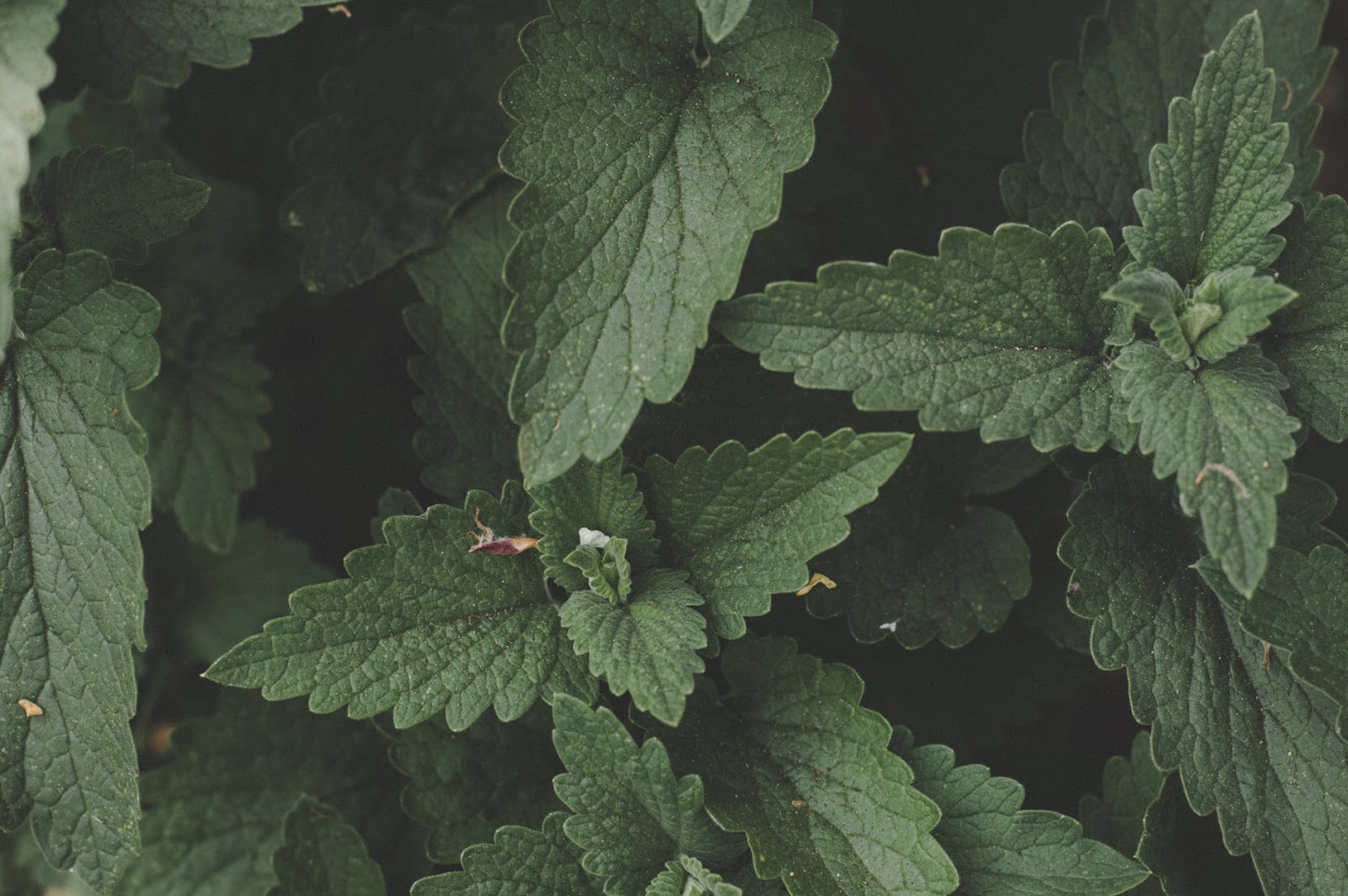 [Let's Fight Eczema 5] 5 Essential Oils for the Eczema Sufferer