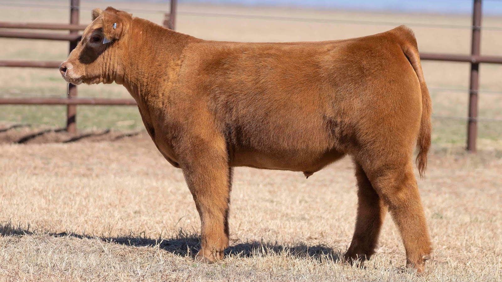 RCC Blog Very Impressive Steers Sell In Brian Martin Show Cattle "Show