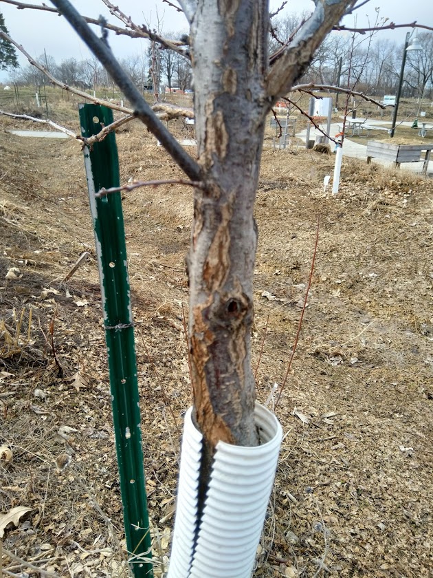 Diagnosing And Managing Fruit Tree Trunk Injuries